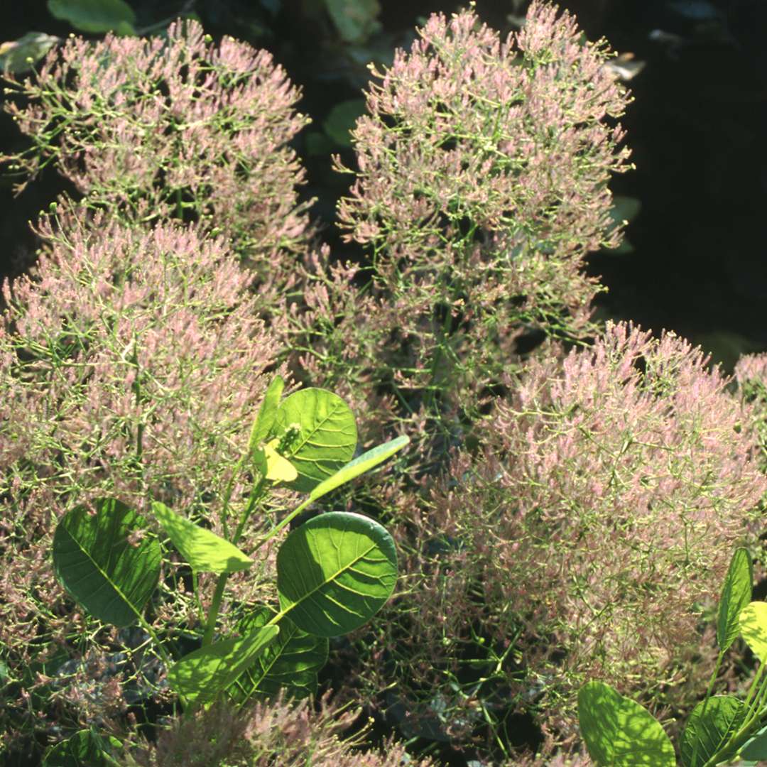 Close up of Cotinus Young Lady blooms